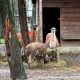 Râmnicu Vâlcea Grădina Zoologică a luat toate măsurile pentru ca animalele să nu sufere din cauza gerului care va cuprinde România